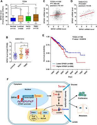 SIPA1 Enhances Aerobic Glycolysis Through HIF-2α Pathway to Promote Breast Cancer Metastasis